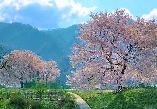 海桜 2025年版【海津大崎の桜】神秘的な景色に出合える○○がおすすめ