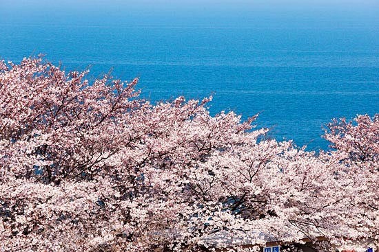 信濃川沿いに咲く桜／日本海に咲く桜／桜のある風景／新潟フォトギャラリー