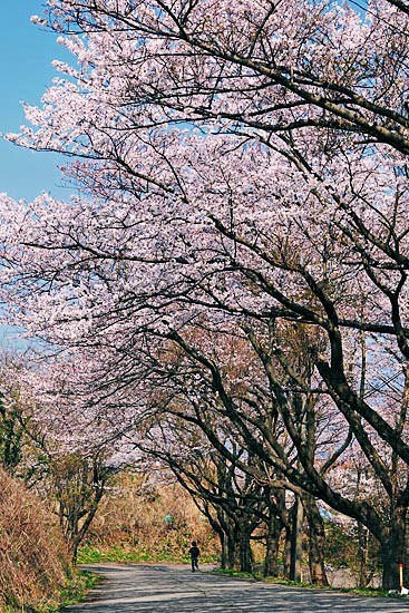 信濃川沿いに咲く桜／日本海に咲く桜／桜のある風景／新潟フォトギャラリー